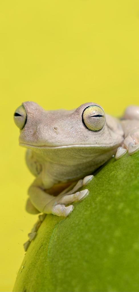 jgmarin1's tweet photo. En la montaña La Mama la diversidad de fauna es fascinante. El habitante de sus alrededores la protege porque valora su presencia.
@ANLA_Col si la Sudafricana @AGAColombia nos rompe la montaña, nos rompe la vida y la esperanza de un mundo mejor.
Jericó no es ni quiere ser minero https://t.co/lFda2GDgbA