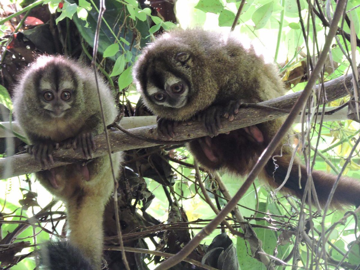 jgmarin1's tweet photo. En la montaña La Mama la diversidad de fauna es fascinante. El habitante de sus alrededores la protege porque valora su presencia.
@ANLA_Col si la Sudafricana @AGAColombia nos rompe la montaña, nos rompe la vida y la esperanza de un mundo mejor.
Jericó no es ni quiere ser minero https://t.co/lFda2GDgbA