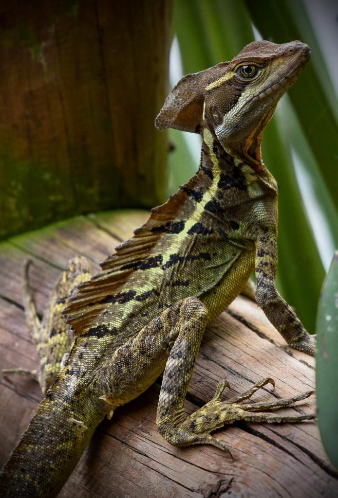 jgmarin1's tweet photo. En la montaña La Mama la diversidad de fauna es fascinante. El habitante de sus alrededores la protege porque valora su presencia.
@ANLA_Col si la Sudafricana @AGAColombia nos rompe la montaña, nos rompe la vida y la esperanza de un mundo mejor.
Jericó no es ni quiere ser minero https://t.co/lFda2GDgbA