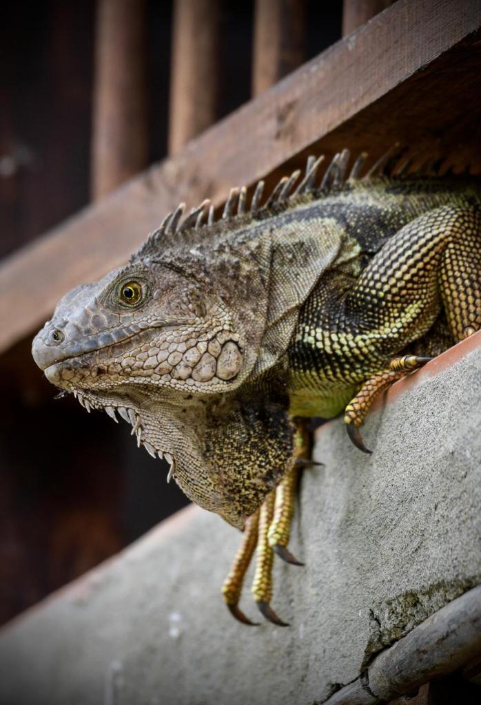 jgmarin1's tweet photo. En la montaña La Mama la diversidad de fauna es fascinante. El habitante de sus alrededores la protege porque valora su presencia.
@ANLA_Col si la Sudafricana @AGAColombia nos rompe la montaña, nos rompe la vida y la esperanza de un mundo mejor.
Jericó no es ni quiere ser minero https://t.co/lFda2GDgbA