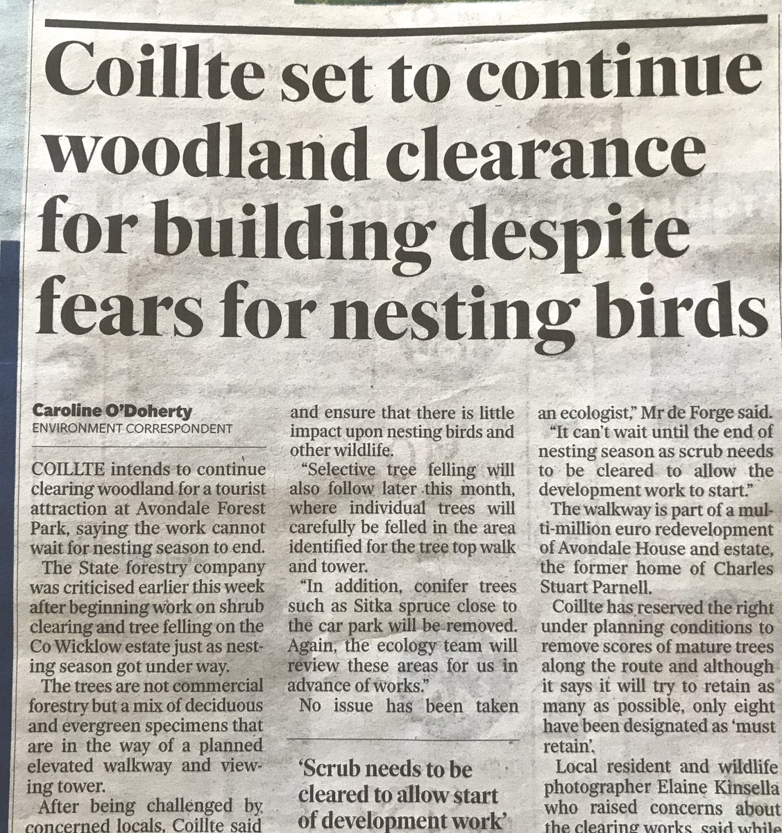 kristineb4's tweet photo. It's one atrocity after the other with #Coilte Ireland's forestry. It's illegal to cut down trees during the nesting season yet they feel they can do it. SHAME on THEM. How can we enforce this law if those who are meant to protect out trees are above it? !! https://t.co/pNMN6C2kvn