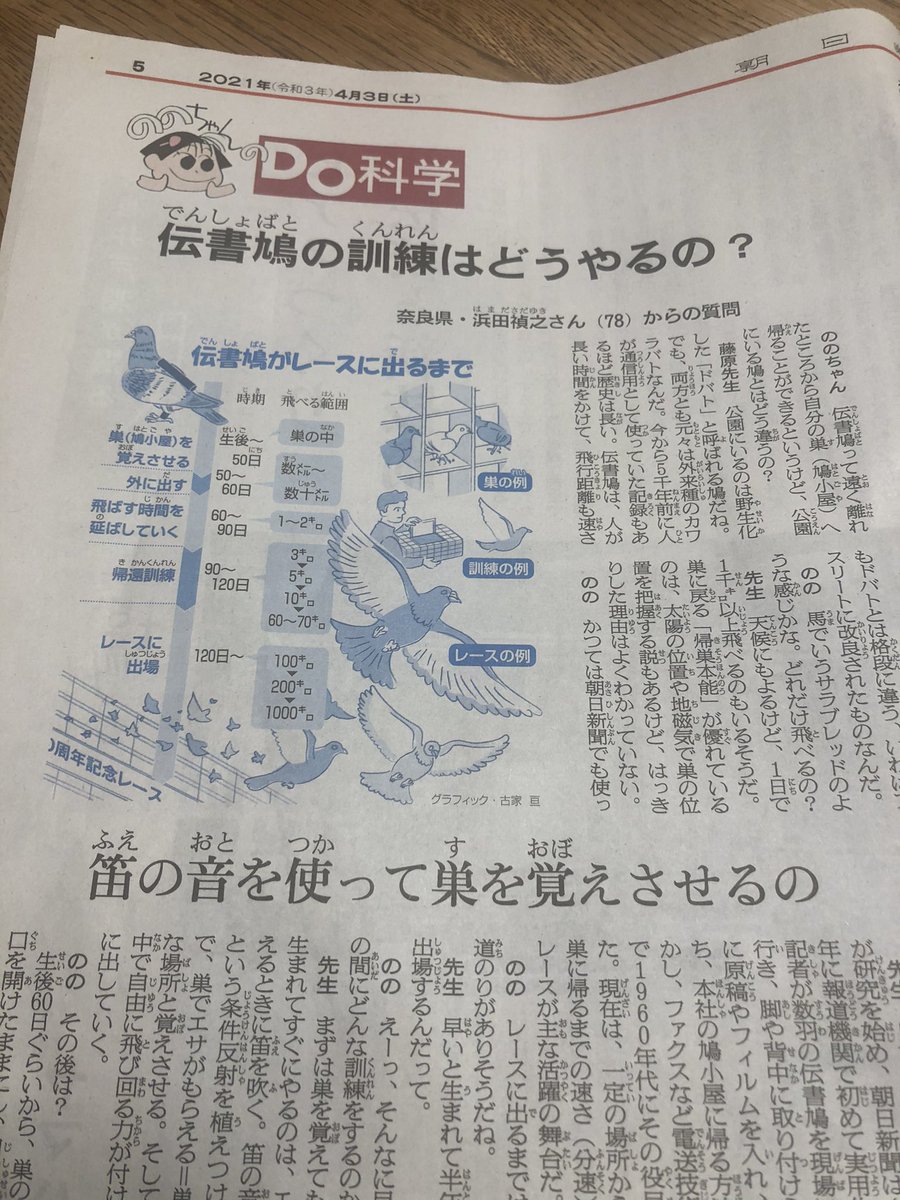 鳩ブームが来ている、、?? 
