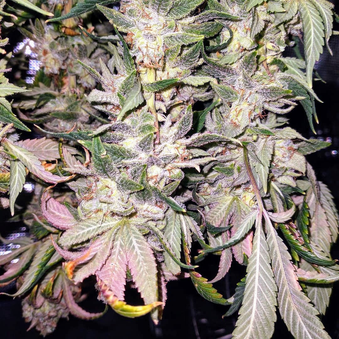 sorry2stoned's tweet photo. Drying https://t.co/oz9H7ytvvx