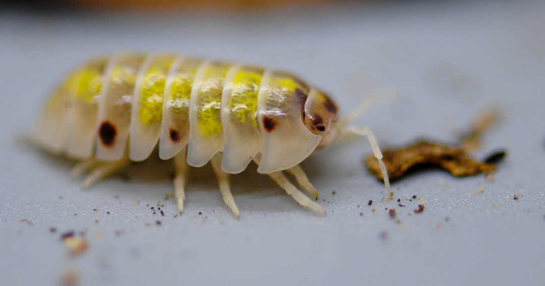 isopodist's tweet photo. Who doesn't love a good close up of an Armadillidium Vulgare "Magic Potion"?!?

📸: @sc.herpetoculture

#isopod #isopods #isopodsource #isopoda #armadillidium #vulgare #armadillidiumvulgaremagicpotion #wildlifephotography #macrophotography #insectmacro #bbcwildlife @BBCEarth https://t.co/SDOUWeGQKq