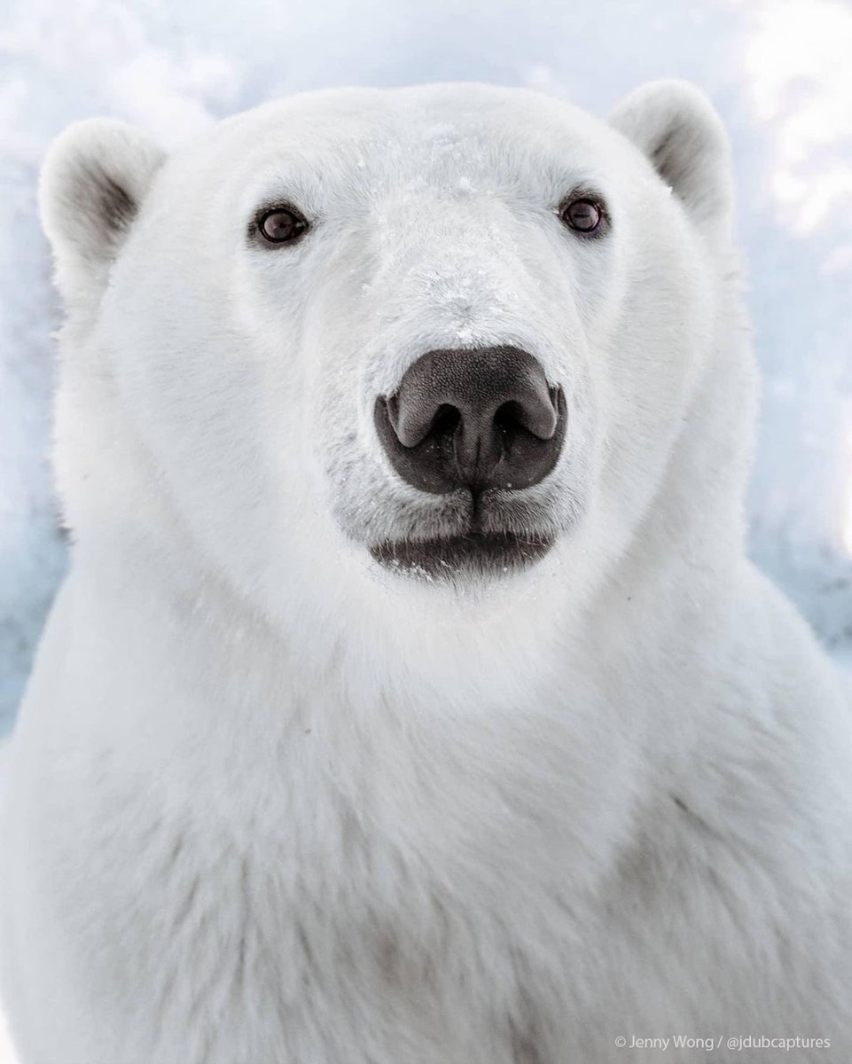 PolarBears's tweet photo. Loving this photo from photographer Jenny Wong! Repost from @Jdubcaptures:

{boop} I know you can't help but double tap that nose!

Shot was taken on Buggy 1 with @PolarBears.

#PolarBearMoments https://t.co/qgO7NJU03Y