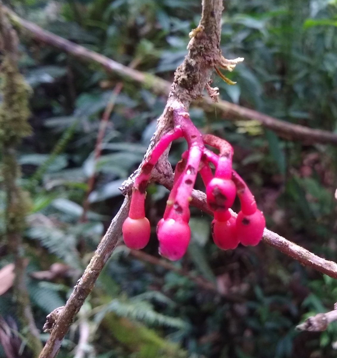 Linavelasqueze's tweet photo. El proyecto minero de la sudafricana @AGAColombia pone en peligro el DMI Nubes-Trocha-Capota, de Jericó, Tarso y Pueblorrico. @ANLA_Col @RodSuarezCa negar licencia ambiental es preservar el agua, la biodiversidad y la vida. #JericóSinMinería. @manuel_rodb https://t.co/n9RkJK0LpL