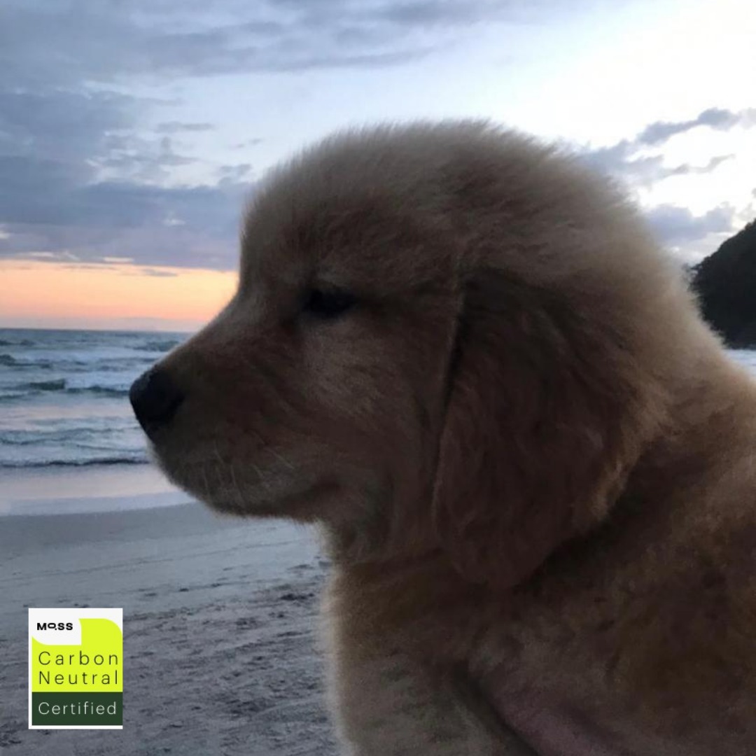 moss_earth's tweet photo. Nós compensamos a emissão de CO2 do Waffle
Não sabemos se é o primeiro cachorro carbono neutro do mundo, mas não conhecemos outro.
#totosdatete #kmsolidario #EuCompenso https://t.co/UTcL9TQLZz