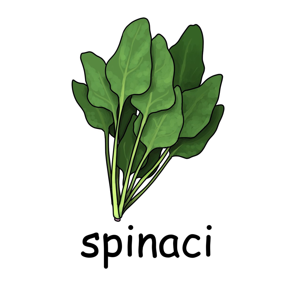 毎日イラストイタリア語 Twitterren ほうれん草 Spinaci スピナーチ Spinaciは複数形で 葉一枚 単数 だとspinacioとなります ほうれん草を食べて強くなるポパイですが イタリア語版での彼の名前はbraccio Di Ferro 鉄の腕 と言います イラスト イタリア語