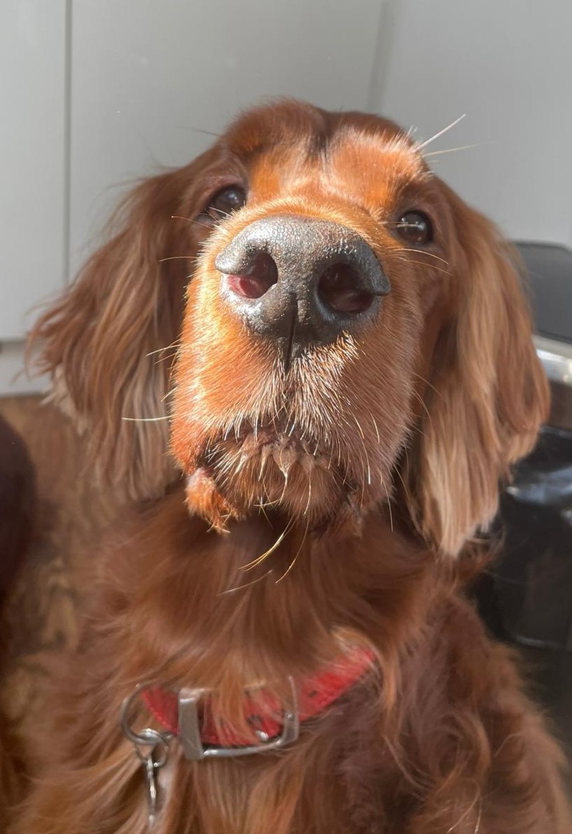 comfy_cards's tweet photo. We had a bath yesterday and look shiny in the sunshine.🙂🌞 #irishsetters #BarneyTheIrishSetter #BarneyBops #Rorytheirishsetter #balconydug #dogs #sunshine https://t.co/PRAjOVWqoy