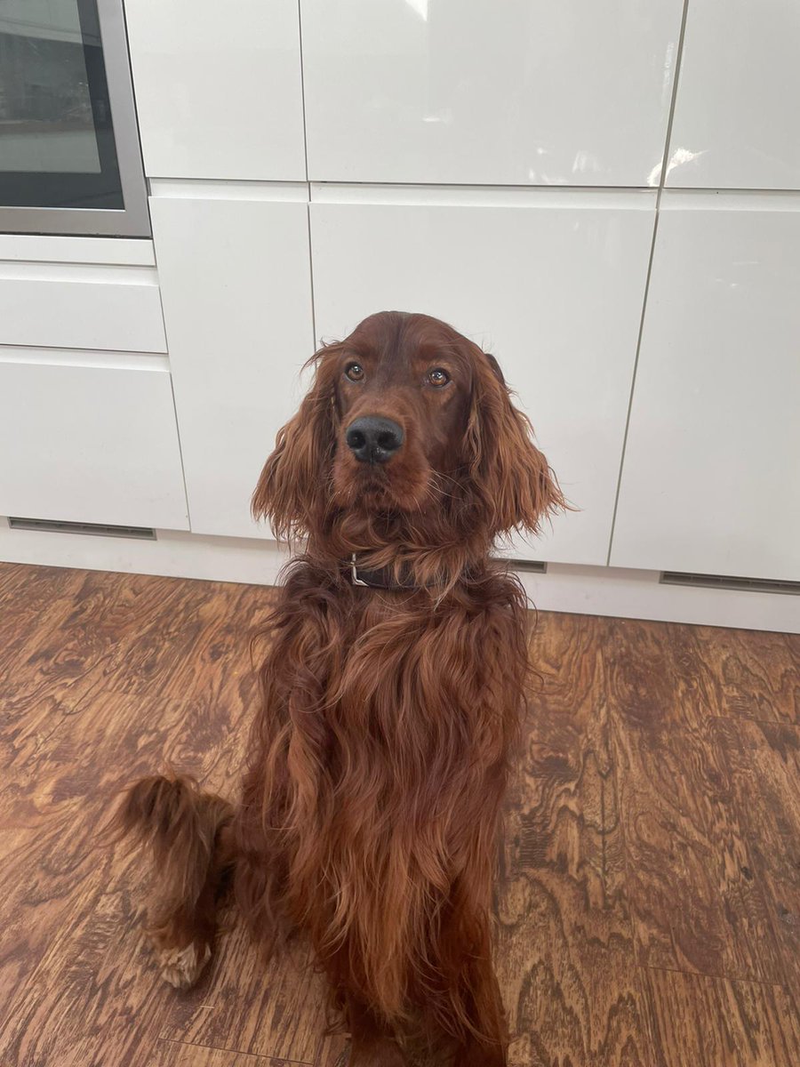 comfy_cards's tweet photo. We had a bath yesterday and look shiny in the sunshine.🙂🌞 #irishsetters #BarneyTheIrishSetter #BarneyBops #Rorytheirishsetter #balconydug #dogs #sunshine https://t.co/PRAjOVWqoy