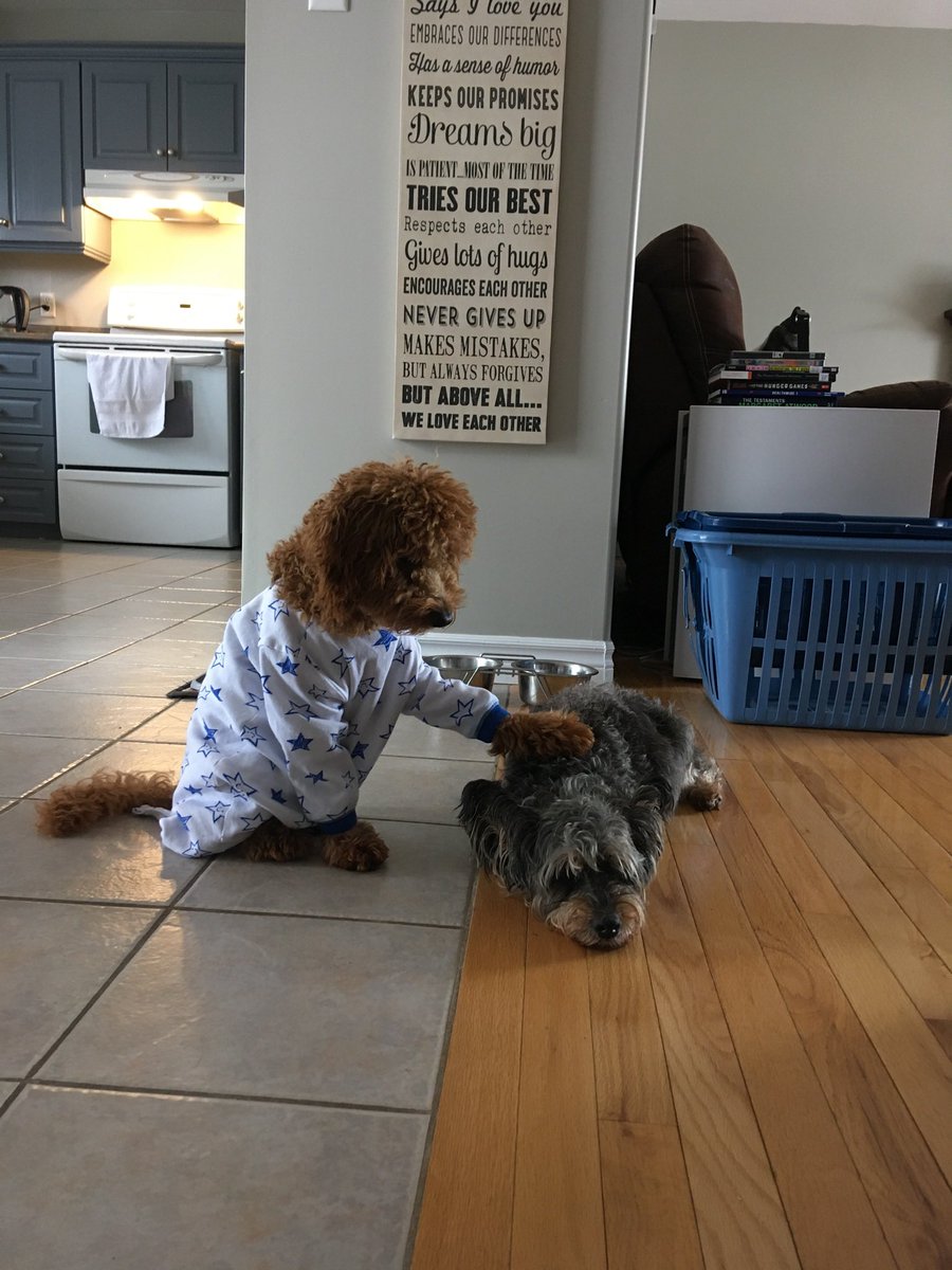 MsSabSue's tweet photo. It’s been one year today since I lost my furry baby, Bobbi, but my Bestie lost her mom on the same day! I know today will be difficult for her &amp; her family but they are all together reminiscing! Sending my love and hugs all the way to Burgeo❤️ @JodiProsser https://t.co/LPIGUwrQW6