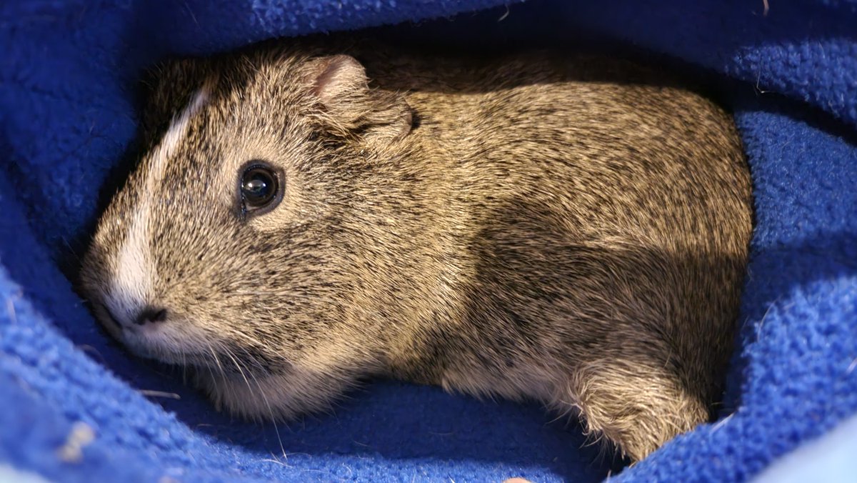 bbnetman's tweet image. #MooseandSquirrel