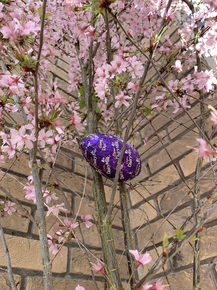 eims22's tweet photo. #showyoucarehideit Thanks @CadburyIreland we had so much fun hiding the eggs!! Thankfully none melted in the sun ☀️😂 https://t.co/Uk5aG4PtdQ