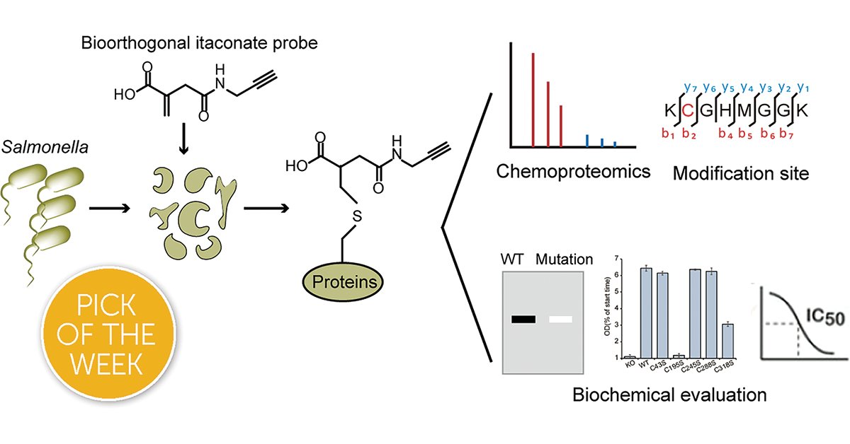 ICYMI 💥 in our #ChemSciPicks <a href="/ChuWangPKU/">Chu Wang</a> and <a href="/WeiQinChemBio/">Wei Qin</a> of <a href="/PKU1898/">Peking University</a> shed light on itaconate's antibacterial function by developing itaconate-based bioorthogonal probes to give a chemoproteomic profile of itaconations in Salmonella. Read in full ➡️ ow.ly/FBkI50E8lxr