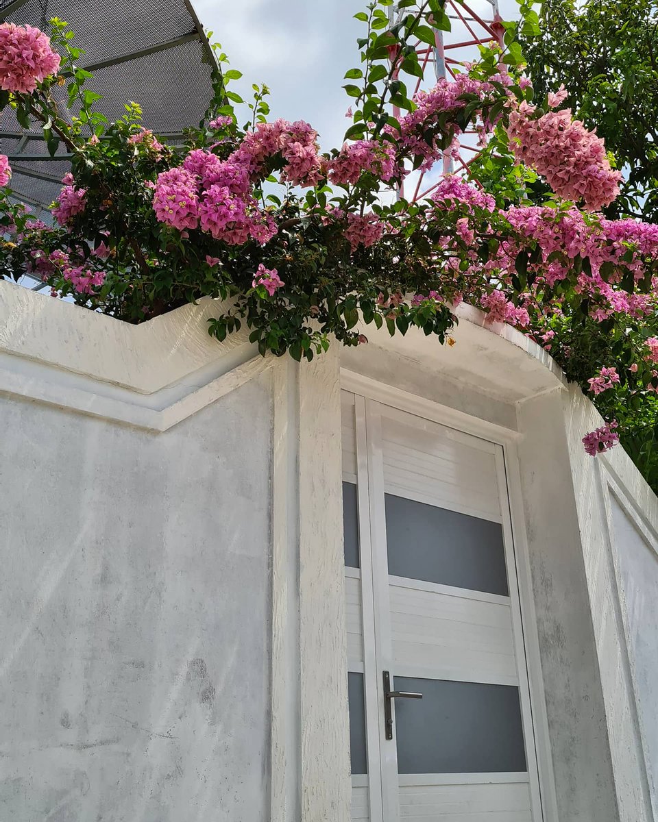 edzyadam's tweet photo. Knew I was gonna miss the whole island look when sis decided to get a boundary wall for their relocated home in Nolhivaranfaru but this beautiful bougainvillea makes up for the lost island ambiance.
#ornamentalplants #streetscaping #softscaping https://t.co/148QfEDAGU