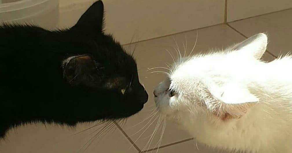 catshealdeprsn's tweet image. Same Energy