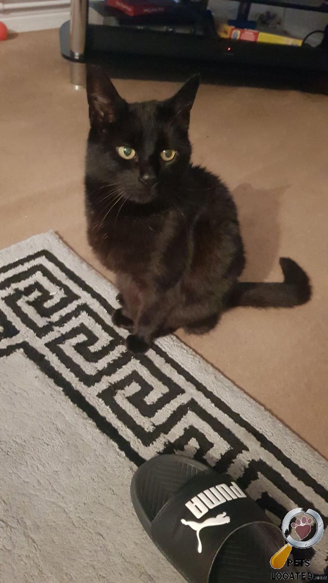 Black Cat lost in Hackney (E9) on 31st March 2021 #lostcats #lostpets #animalrescue dlvr.it/Rwx4Jb