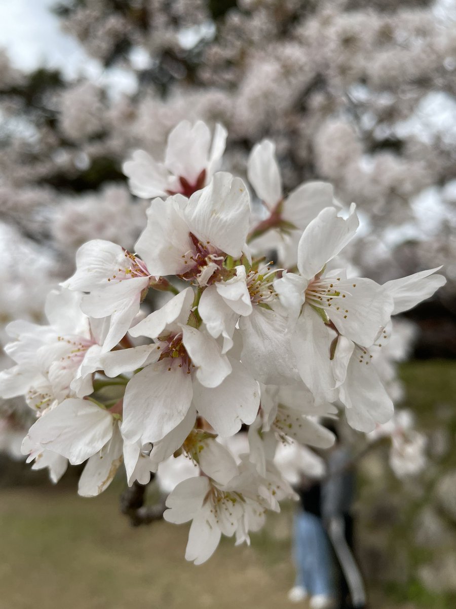 Hagi Pandamama0502 Twitter