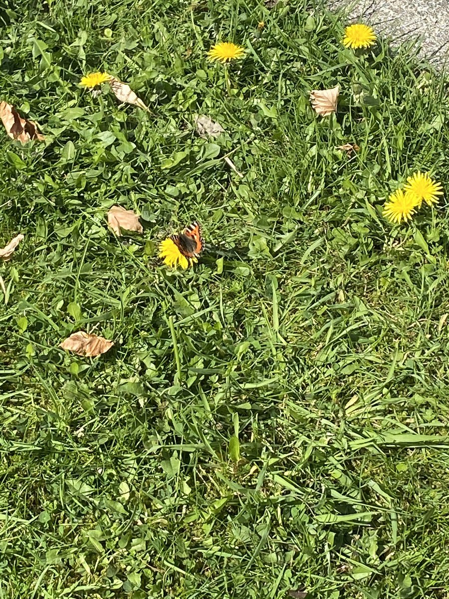 My nature photography leaves a lot to be desired 📸🤔but great fun this morning watching visitors to the garden feasting on the dandelions. 

Hubby also on board with this less mowing lark 😊

#pollinators #letDandelionsBee 
🐝🦋🐞