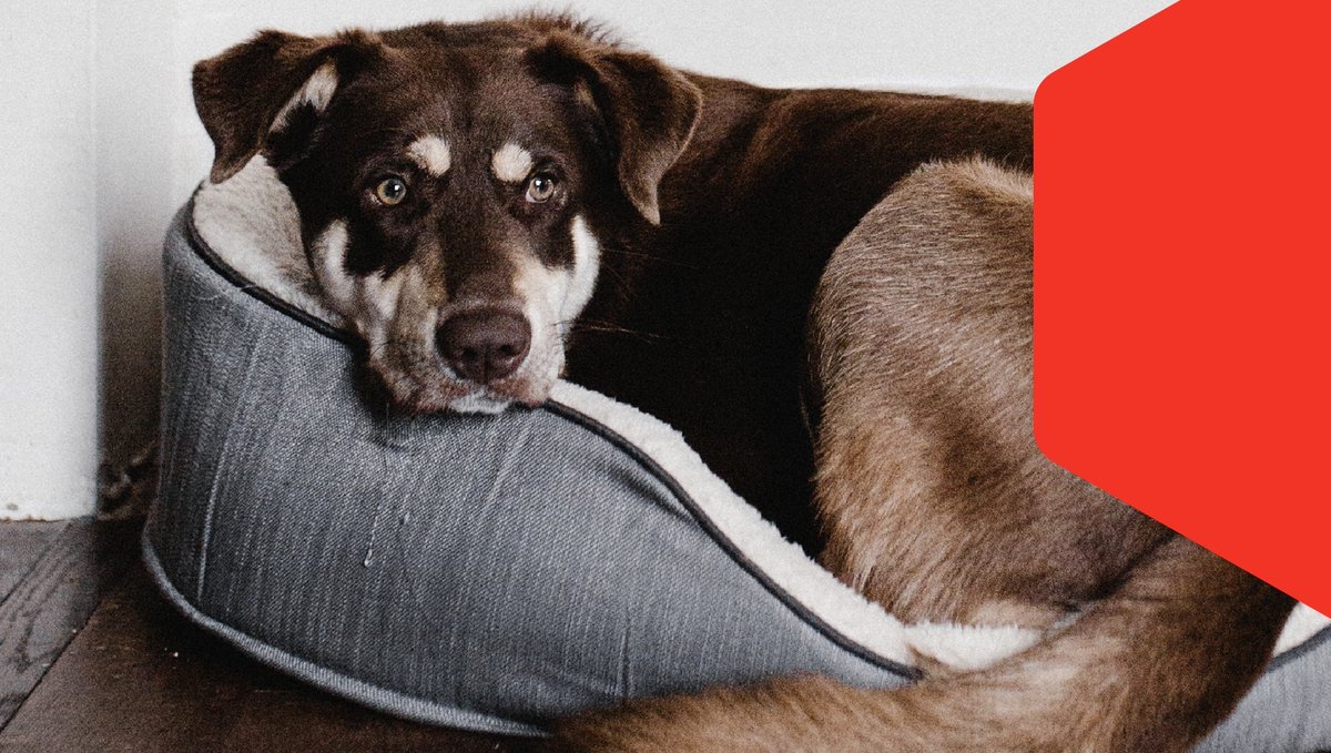 copptech's tweet photo. Having your pet's bed free of odors, is priceless... And that it protects your family from viruses &amp; bacteria from the outside, it's invaluable. Now that it exists, try it yourself, choose Copptech protected products!
#copptech #antimicrobial #odorreduction #safe #protection https://t.co/UsEfgKoQW3