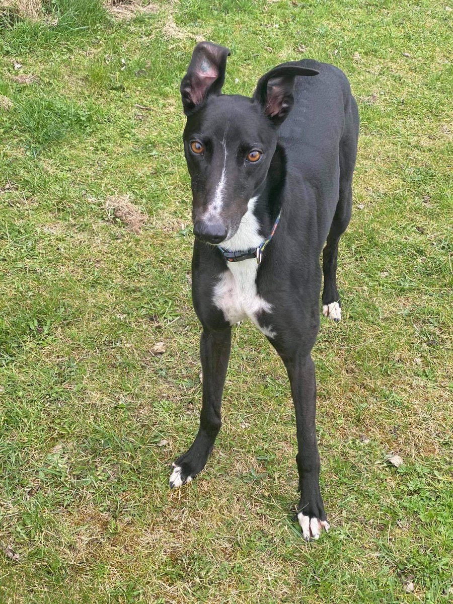 DonovanKennels's tweet photo. 🚨#GreyhoundInFocus🚨

🐶 Lenson Austin (Ronnie)
(Good News X Coolavanny Kelly)
⚖️ 33.5 kilos

🎂 February 2018

🏃‍♂️38
🥇9
🥈10
🥉6

Best Times

📏 480m ⏱ 28.91
📏 642m ⏱ 39.71
@centralparkdogs

Kennelmate 🐶 Dannys Magic (Magic)

Owned by Mr S Baran

#LensonAustin #Ronnie https://t.co/wA63FLUBwj