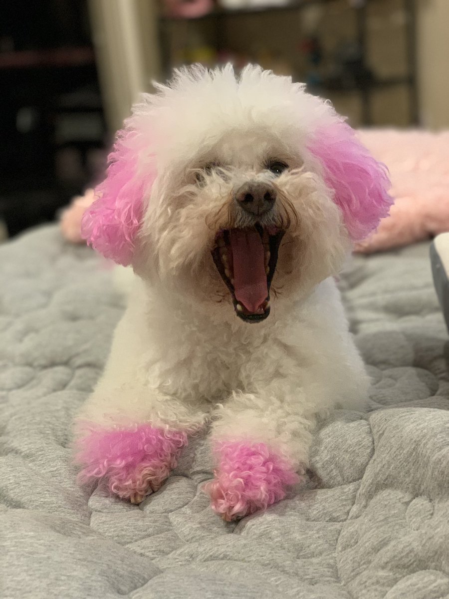 KarmaIsABichon's tweet photo. #SaturdayMood 🥱 https://t.co/IbRACxl591