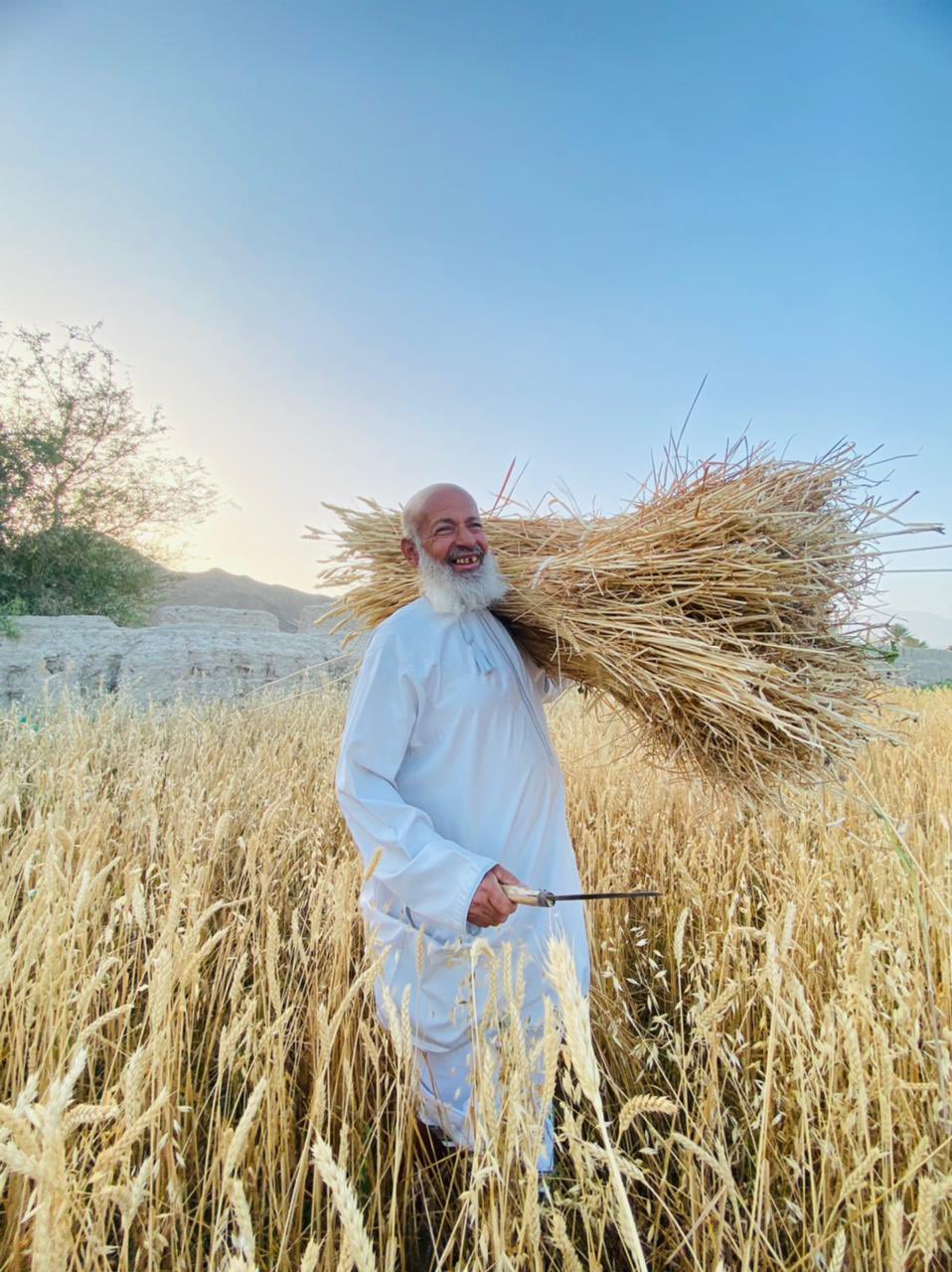 Abu Ahmed On Twitter يقول المثل الألماني القمح و العمل الصالح لا ينبتان إلا في أرض طيبة بوركت أيادي إبن العم خليفه وبوركت الأيدي التي تعمل من اجل الحبيبة عمان بهلا حيث الهمم العالية محصول البر بهلا قمح ع مان خليك في البيت المزرعة Oman