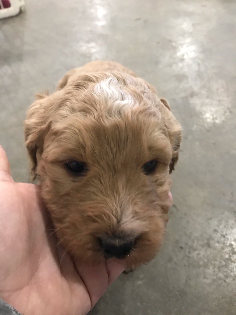 kohl koester tweet media