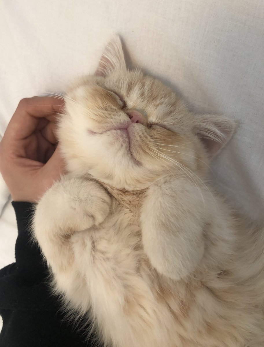 AliciaJiroux's tweet photo. no but check out my cat tho 🥺 https://t.co/a0fh9XRPED