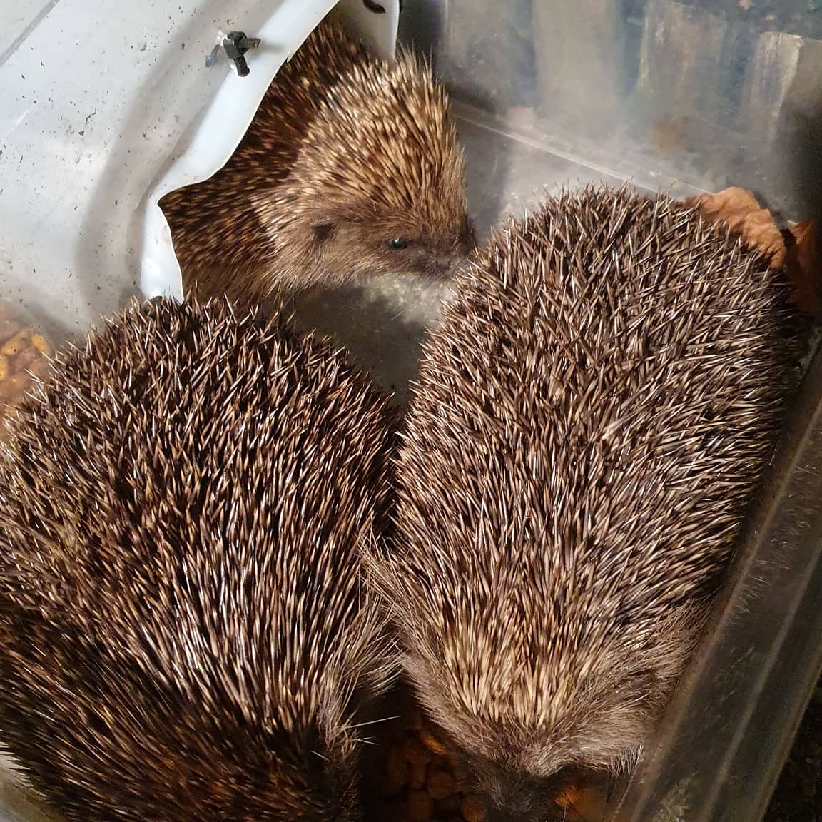 So... as from today the prickly fellows 🦔🦔🦔 around the block should have no more issues with dinning arrangements... like it happenedlast night! 🤭
There's now three feeding stations to accommodate #HenryTheHedgehog and his friends! 👍
#hedgehogsarecool
#hedgehogfeedingstation