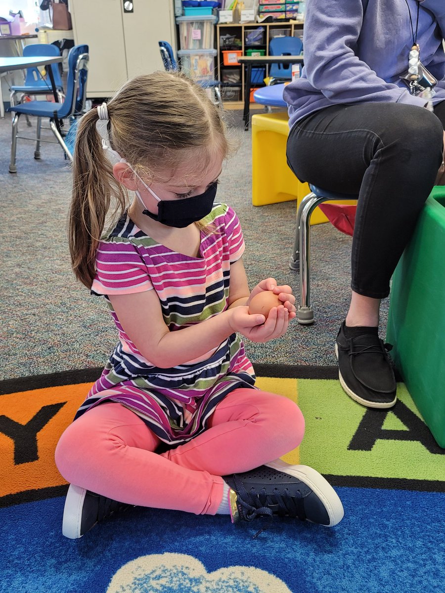 MrsBeachInPreK's tweet photo. Pre-K was SO very excited to expand our Pets and Animals unit this week through hatching baby chicks in our classroom! We have begun "making predictions" and "observing" our eggs day by day.
 
They are also very curious to find out whether our blue eggs with hatch BLUE CHICKENS😆 https://t.co/6sGEJsXDZW