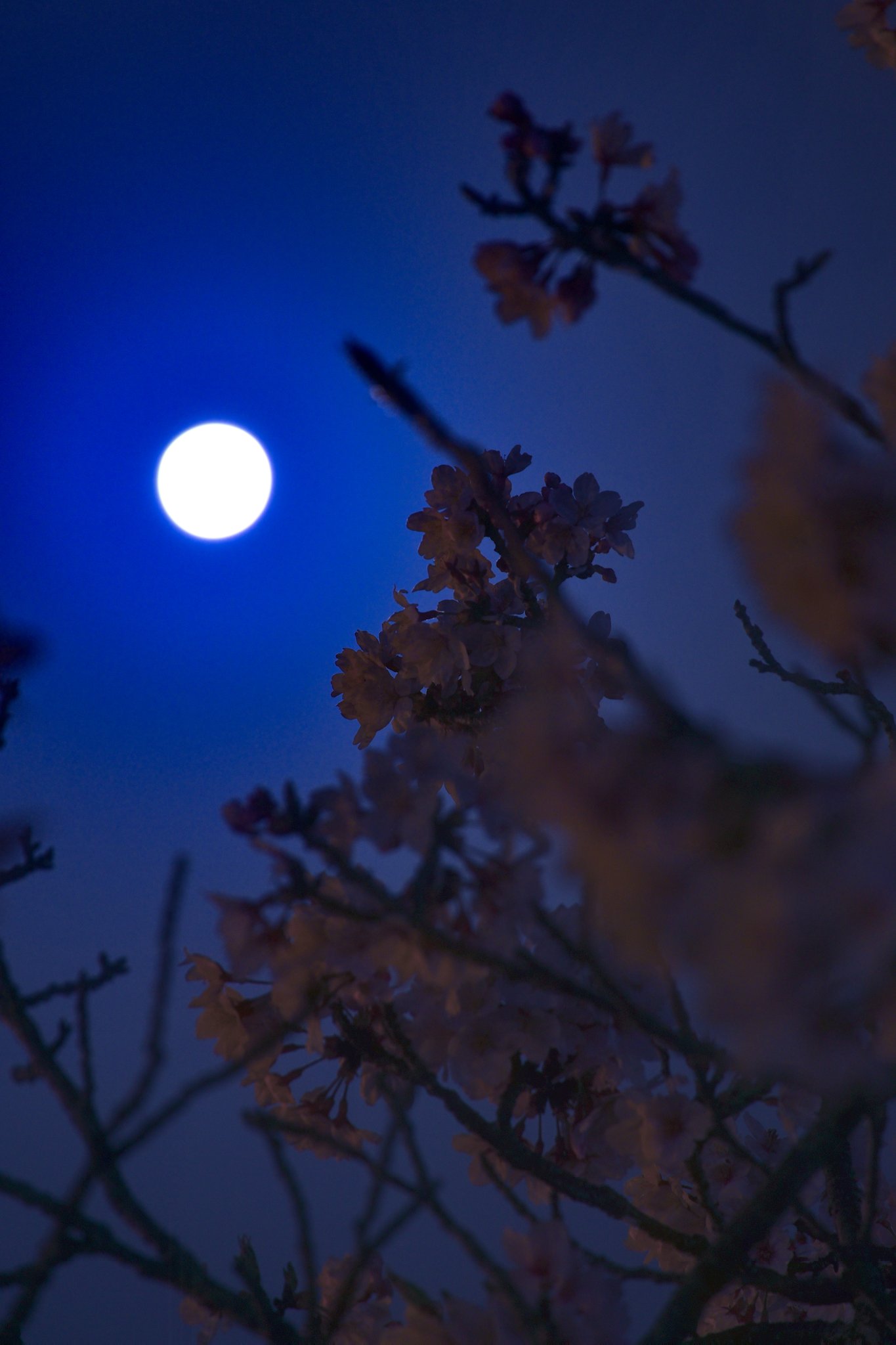 Makoto N 仲良しの配信者様から縦画像の方が使いやすいとリクエスト頂きましたので 縦画像多めに夜桜上げます 保存 使用は自由です 後日使いましたよと言って頂けたら喜びます ﾜｯｼｮｰｲ Spoon 配信者様へ 夜桜 月下桜 壁紙 T