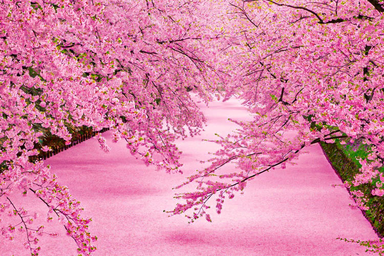 Utsuwa Shun 季節の言葉 花筏と花筵 桜は北へ 都内の 枝の先にはみずみずしい若緑の葉が柔らかに顔 を出しています 川の水表に散った桜の花びらがたくさん浮いている様を花筏 はないかだ と言い 地面に敷き詰められた状態を花筵 むしろ といい