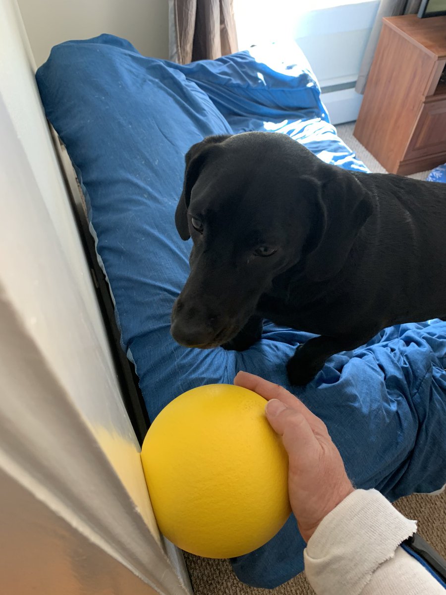 JrLaing23's tweet photo. Dax wants to help with my rehab. #LabMutt #SaveALabRescue https://t.co/83mBZbU2iM