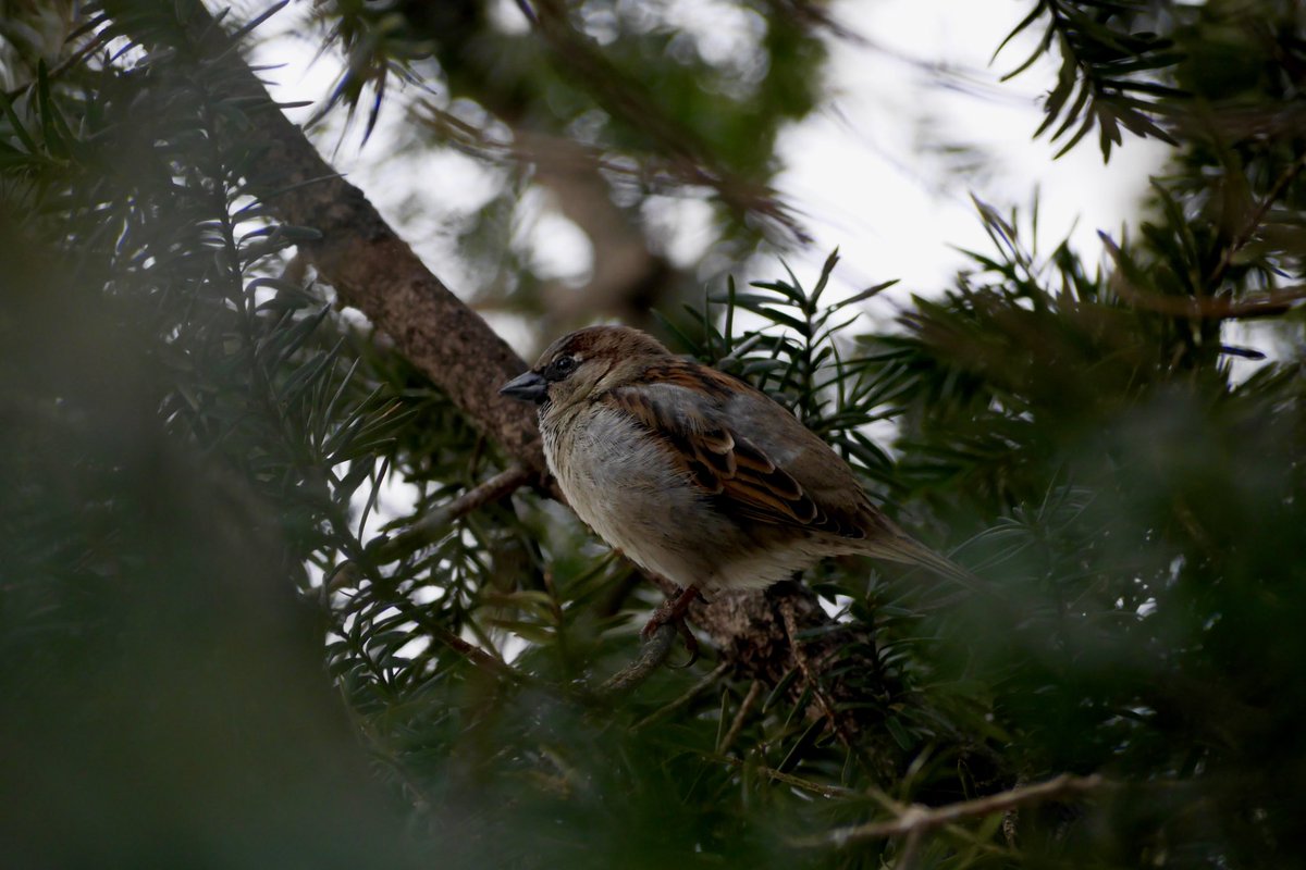 BirdsandBuildi1's tweet photo. House Sparrow hanging out in a fir tree in Astoria Park. 

Shot on 2/14/2021

#birdwatching #birdphotography #bird #birds_captures #housesparrow #sparrow #astoria #astoriapark #queens #newyorkcity #lumix #lumixphotography #panasoniclumix #lumixg7 #shotonlumix https://t.co/2iL7GgrbPf