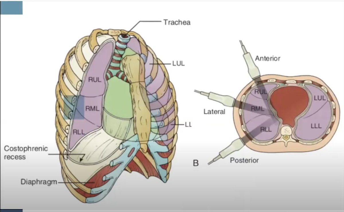 American Thoracic Society (ATS) tweet media