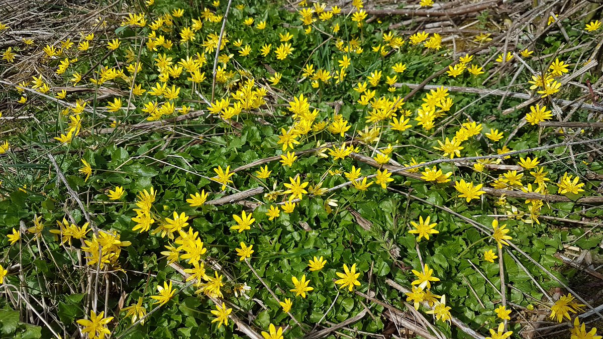 Springtime with Ficaria verna (Scharbockskraut).