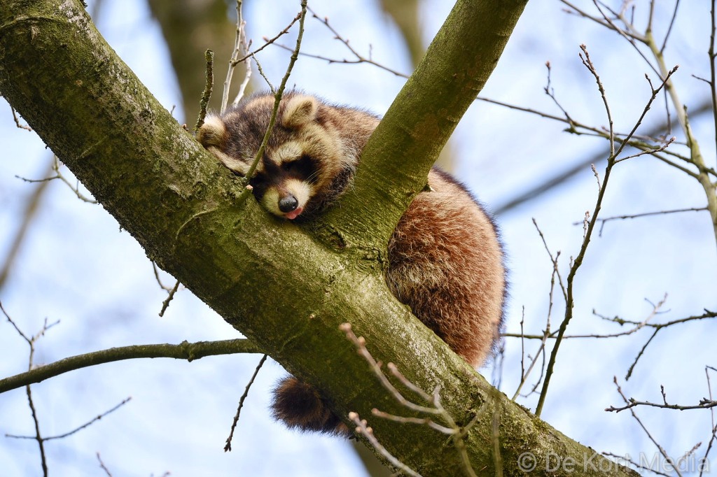 Slapende wasbeer gevonden in buitengebied in Vught..