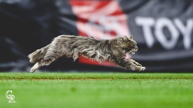 The Coors Field Cat