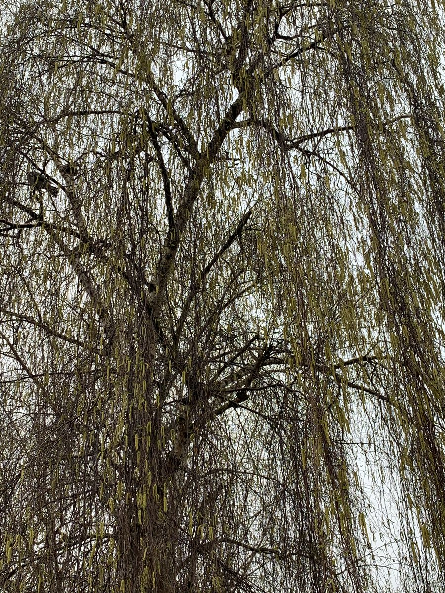 Dr Harsha Kariyawasam PhD FRCP tweet media