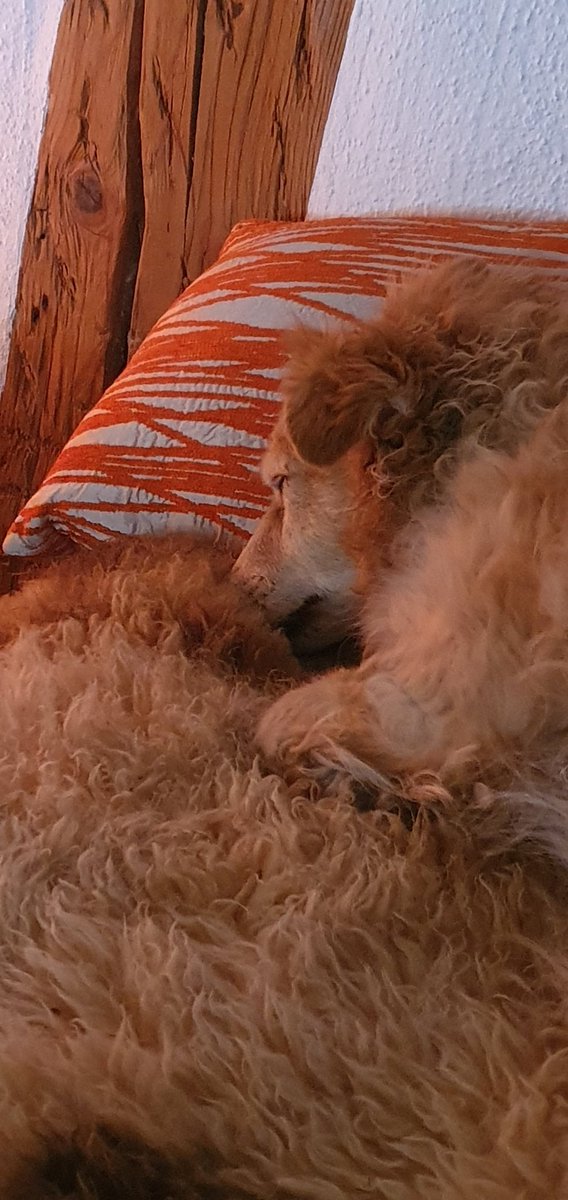 #schöneostern 
#happydog 
#EasterBunny 
#ilovemydog