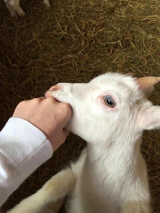 LFC Transfer Room tweet media