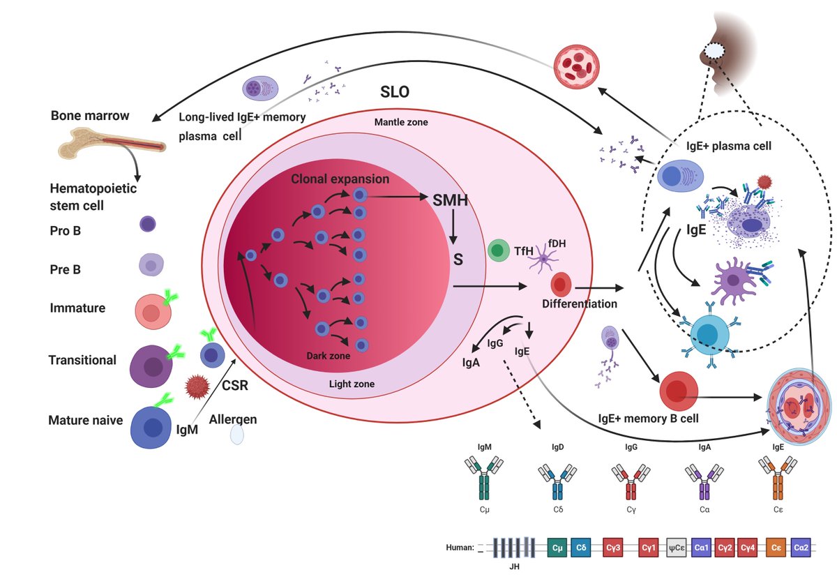 Dr Harsha Kariyawasam PhD FRCP tweet media