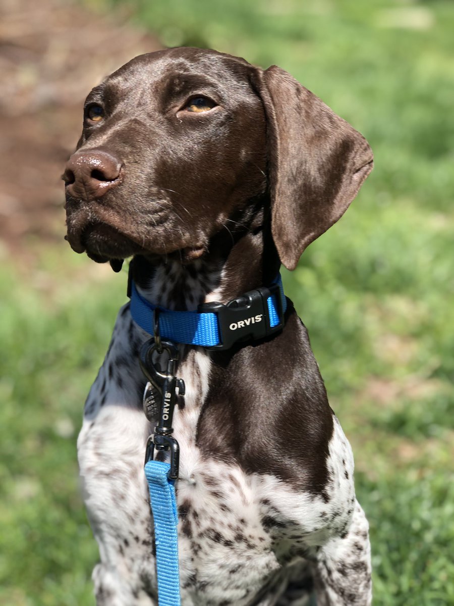 elizabeth_b32's tweet photo. I might only be 4 months old but I love my collar and leash from @TheOrvisCompany - ♥️ Rori (let’s see how long it fits @PaxOnPaxOff) https://t.co/IJHwjQywbI