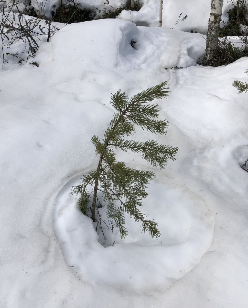 PetriPellikka's tweet photo. Signs of spring from #Tanilanmäki conservation area, #Jalasjärvi. Common hepatica, Hepatica nobilis, sinivuokko, kidneywort, starts to bloom on a warm west-facing site, while still in the forest, small pine trees are erecting from the #snowload. Another one has a broken stem. https://t.co/oAnQOgoRdQ