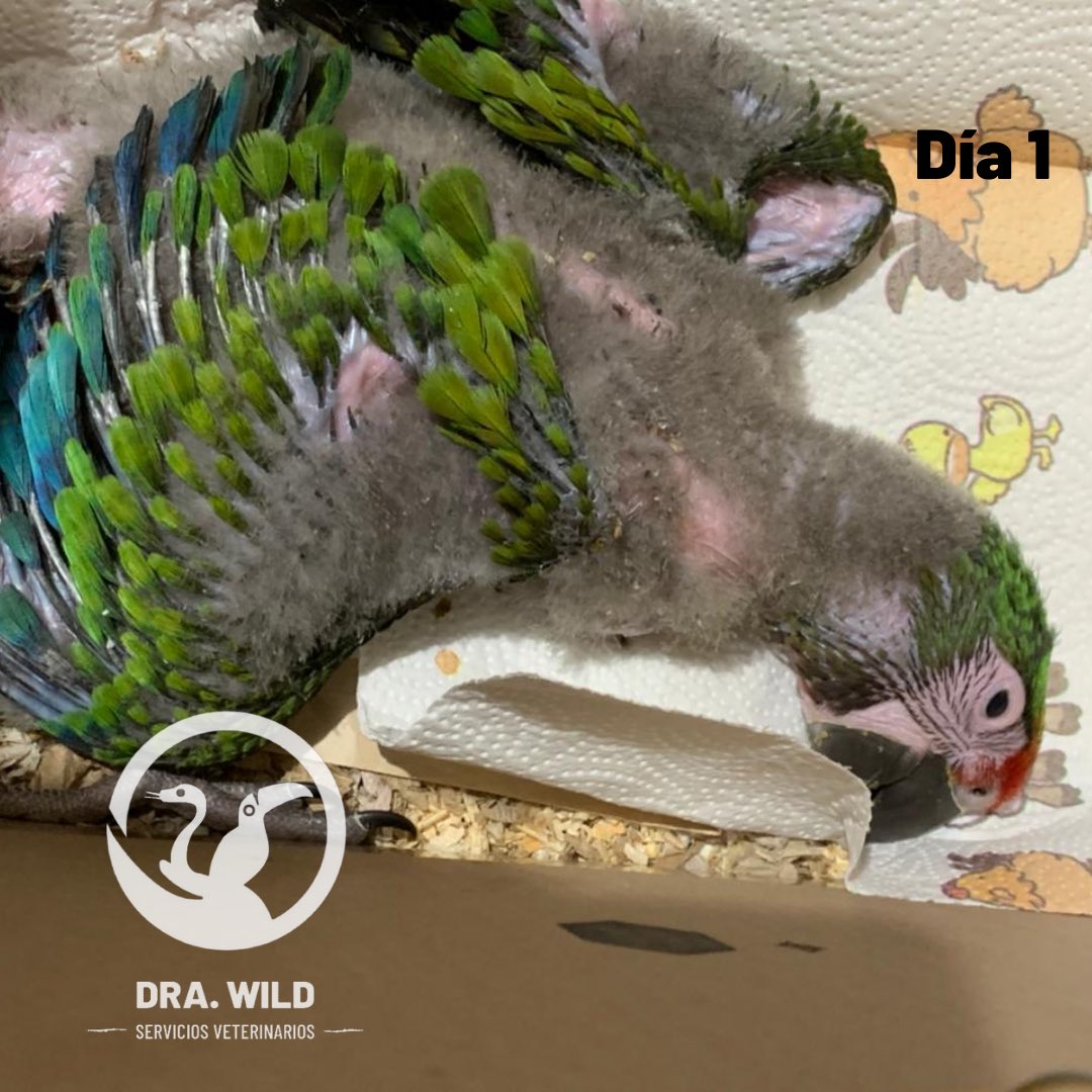 DraWildVet's tweet photo. ⚠️ ESTA ESPECIE SE ENCUENTRA PROTEGIDA POR LA NOM-059

Recientemente acudimos a consulta con Chuponcito. A la inspección observamos secreción nasal anormal, ruidos respiratorios y además de eso, peso correspondiente a obesidad mórbida para un ejemplar de su edad. 🍔 😱 https://t.co/jNhlBbjR3m