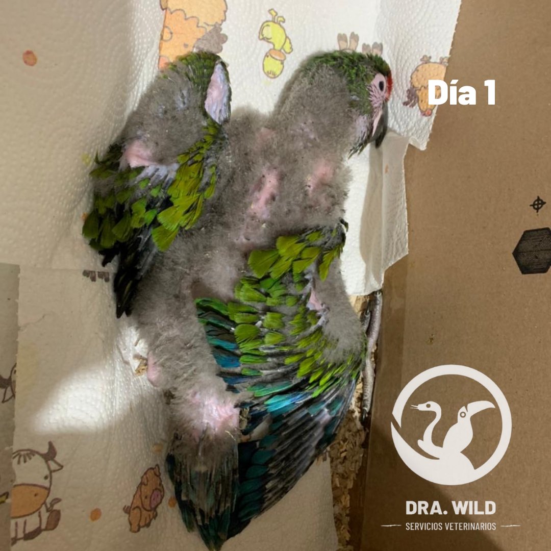 DraWildVet's tweet photo. ⚠️ ESTA ESPECIE SE ENCUENTRA PROTEGIDA POR LA NOM-059

Recientemente acudimos a consulta con Chuponcito. A la inspección observamos secreción nasal anormal, ruidos respiratorios y además de eso, peso correspondiente a obesidad mórbida para un ejemplar de su edad. 🍔 😱 https://t.co/jNhlBbjR3m