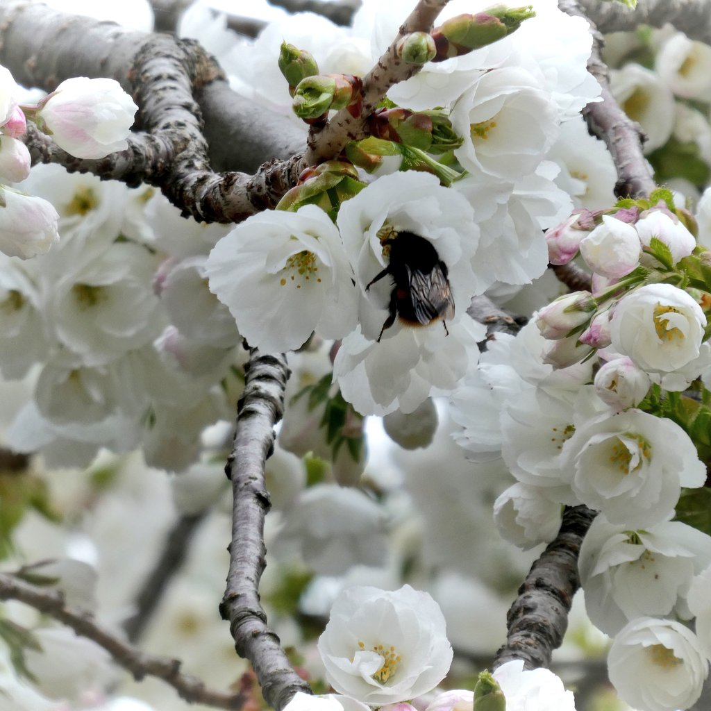 Nuts About Gardening Evacuate Mt Fuji Cherry Blossom Has Just Erupted Prunus Shirotae Tree Flowers Gardening Flowerhunting T Co 6x9zjcccrm