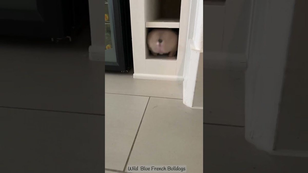 FrenchBull_Dog_'s tweet photo. French Bulldog Puppy Finds New Place to Play - Cutest Thing You'll See Today! #play #fun #doggie #french #pups #place #today #frenchbulldog #bulldogpuppy #newplace #frenchbulldogpuppy #placetoplay #ilovemyfrenchie #bestdog #ilovedogs #topdog 

https://t.co/Pu8YVBJxwY https://t.co/PgdbQ6HvWT