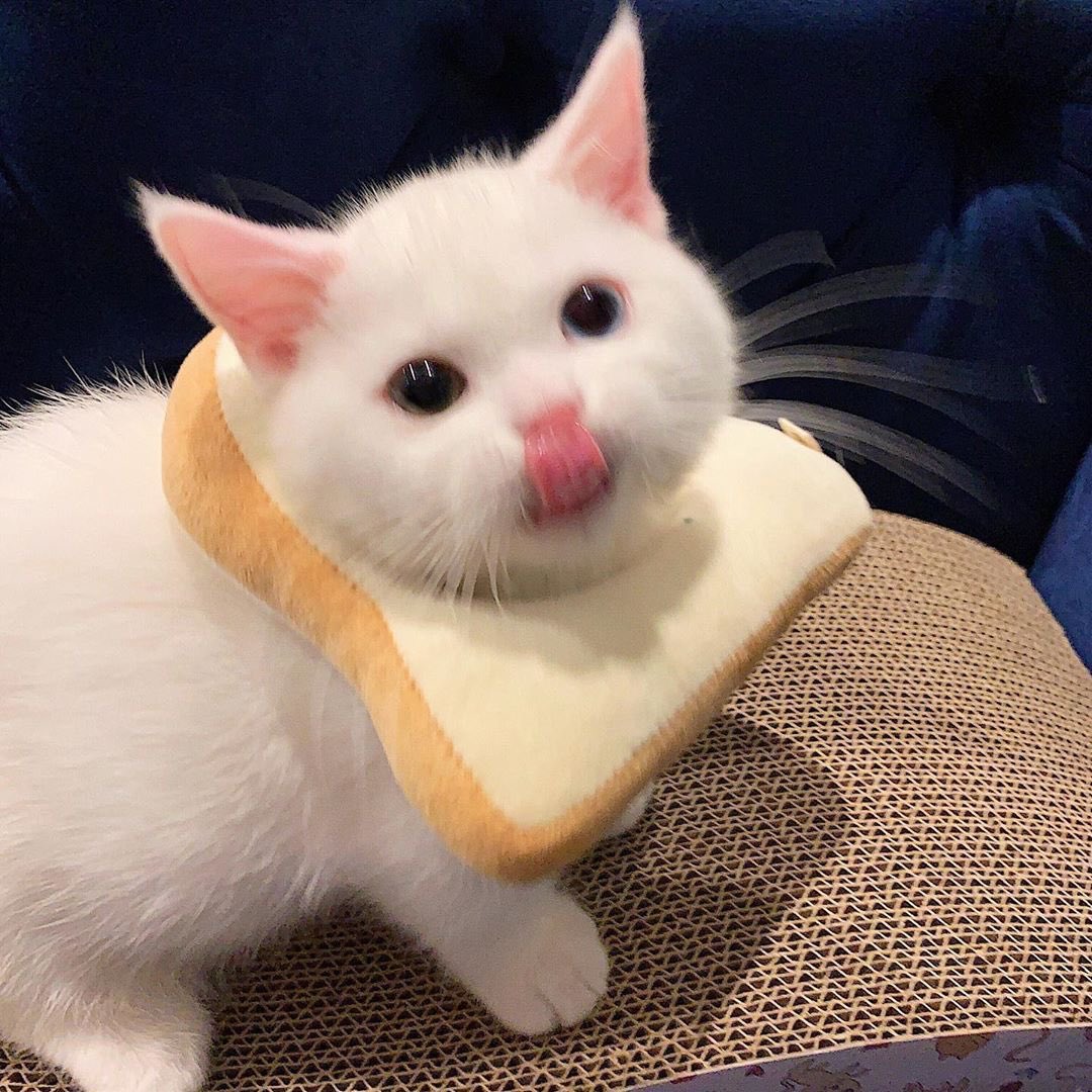 Why you should have a cat (@shouldhavecat) on Twitter photo 